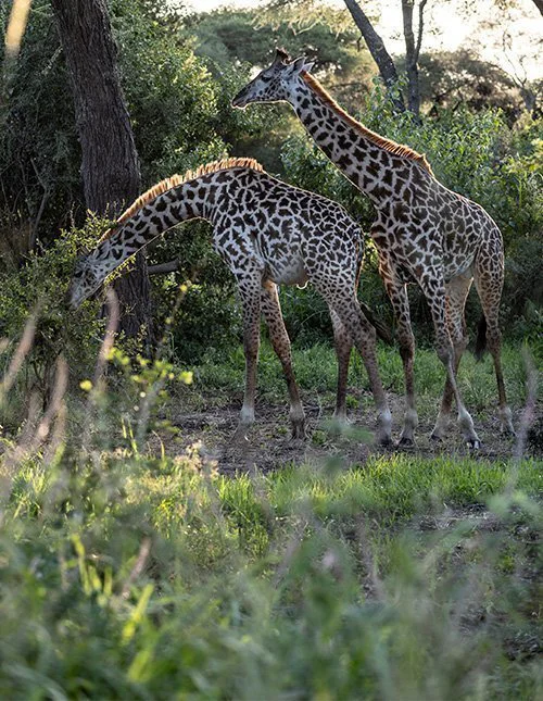 Twee giraffen staan in de schaduw