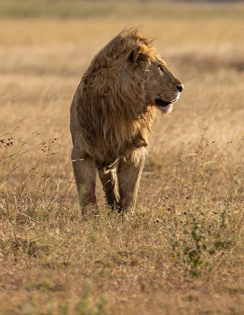 Een leeuw staat op de goudgele savanne