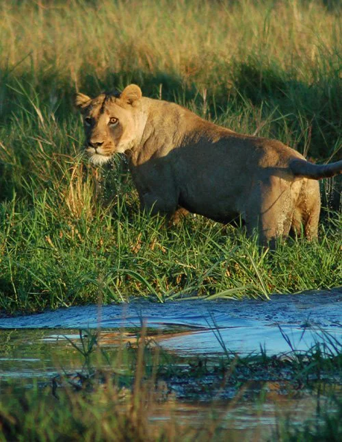 Leeuw in het hoge gras in de bush van de Okavangodelta