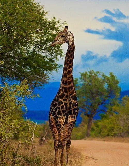 Een giraf staat op een grindweg in het Kruger nationaal park in Zuid-Afrika, omgeven door weelderig groen onder een helderblauwe lucht.