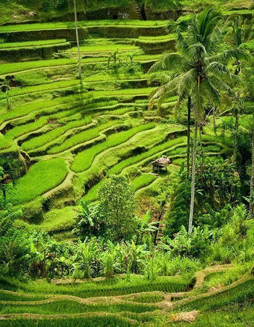 Prachtige groene rijstterrassen op Bali