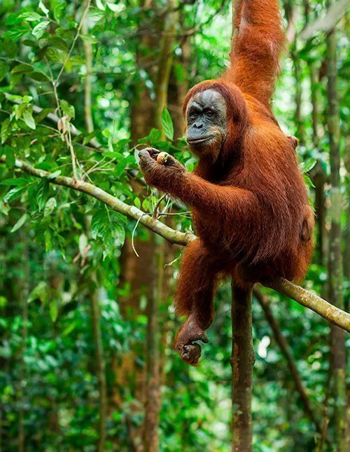 Een orang-oetan zit op een tak in een weelderige jungle
