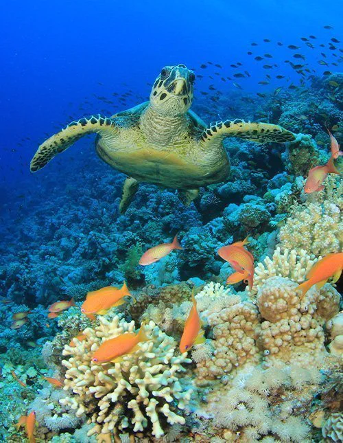 Zeeschildpad zwemt langs een koraalrif
