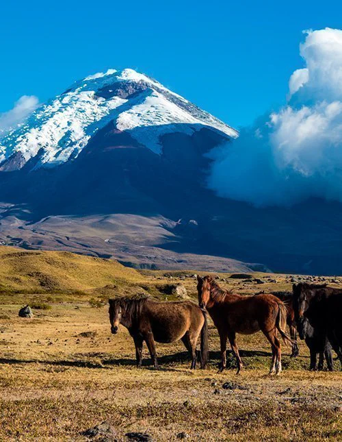 Een kudde wilde paarden op de vlakte voor de vulkaan Cotopaxi in Ecuador