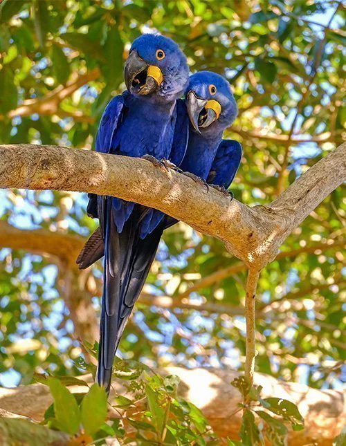 Twee blauwe papegaaien zitten op een tak in de Amazone
