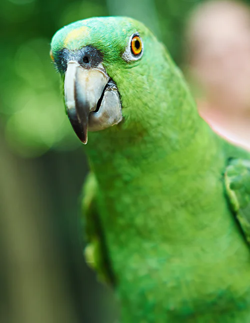 Close-up van een groene papegaai