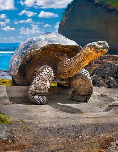 Galapagosreuzenschildpad op de Galapagoseilanden