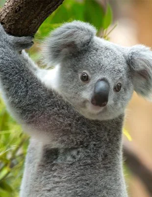 Koala die zich aan een tak vastklampt
