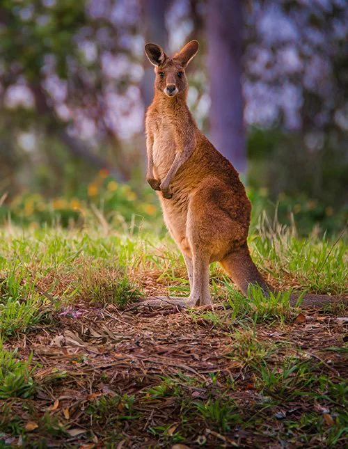 Australische rode reuzenkangoeroe