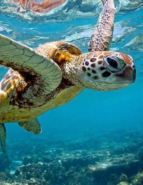 Zeeschildpad zwemt in zee
