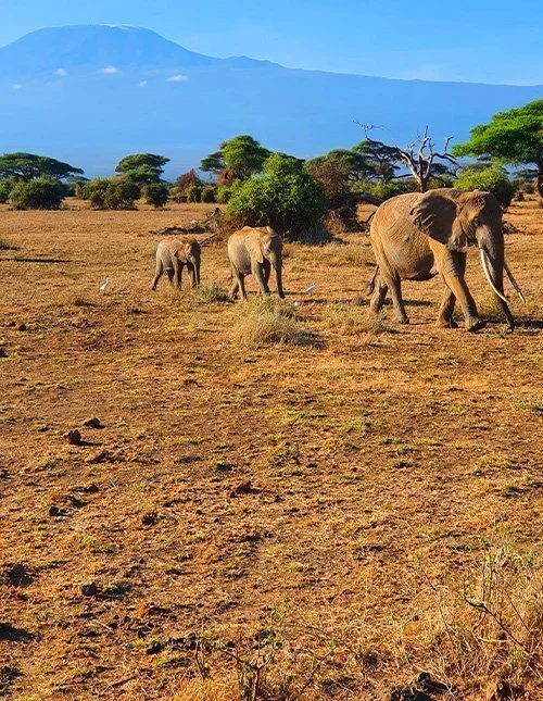 Een kudde olifanten trekt over de savanne, met de Kilimanjaro op de achtergrond.