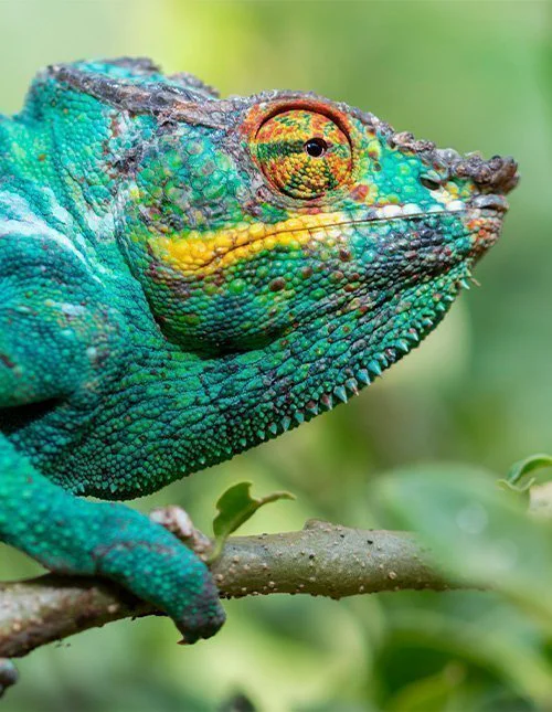 Panterkameleon vlak bij het nationaal park Andasibe Mantadia op Madagaskar