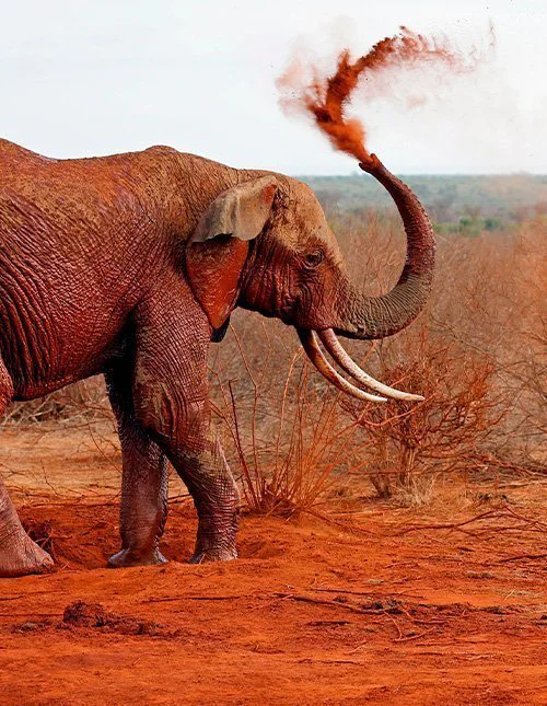 Olifant die zich met rode stof bestrooit in Tsavo East, Kenia