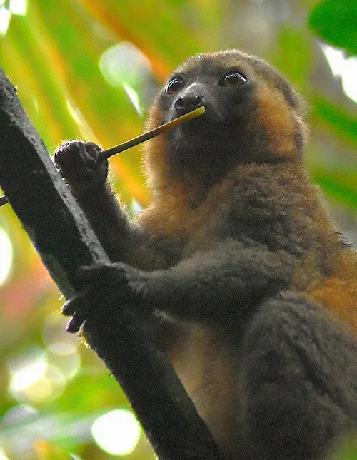 Een maki zit op een tak en eet bamboe, in het Ranomafana nationaal park in Madagaskar