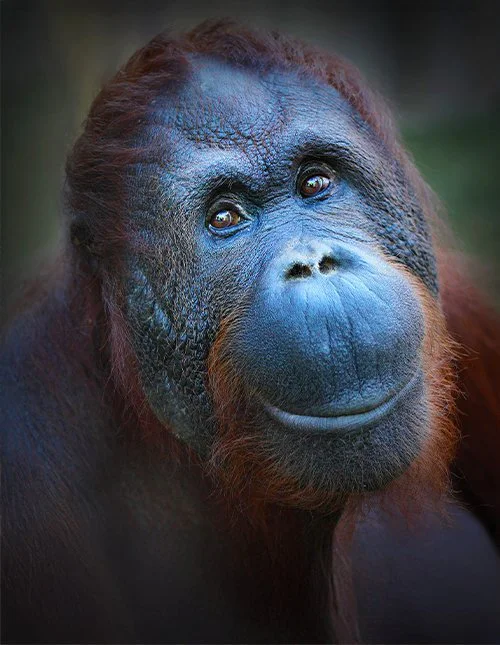Close-up van een schattige orang-oetan