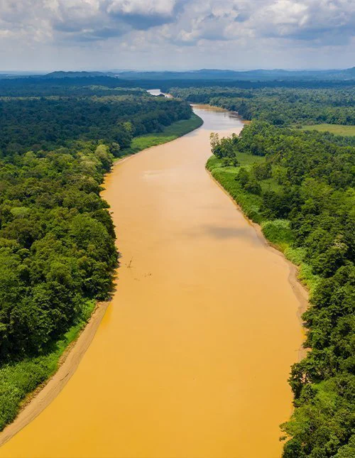 Droneopname van de Kinabatangan-rivier, Borneo