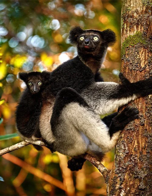Een maki met haar jong houdt zich vast aan een boom op Madagaskar