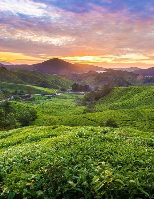 Prachtige zonsopgang bij de Sungai Palas Tea Plantation in de Cameron Highlands, Maleisië