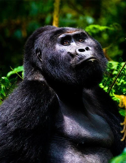 Gorilla in het Bwindi Impenetrable Forest