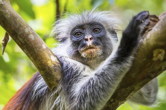 De rode Colobusaap in Jozani Chwaka Bay National Park