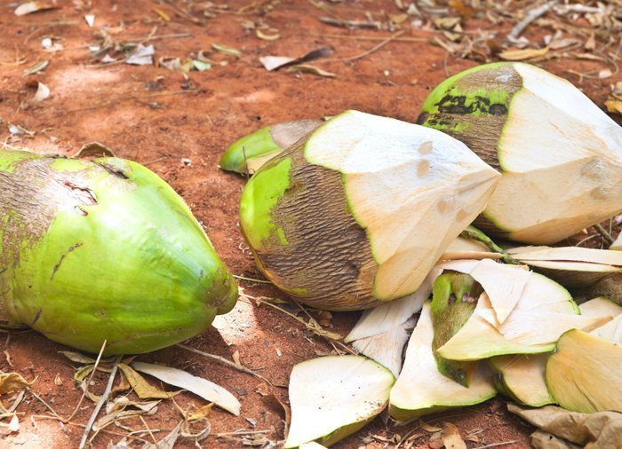 Hoe je een kokosnoot schilt