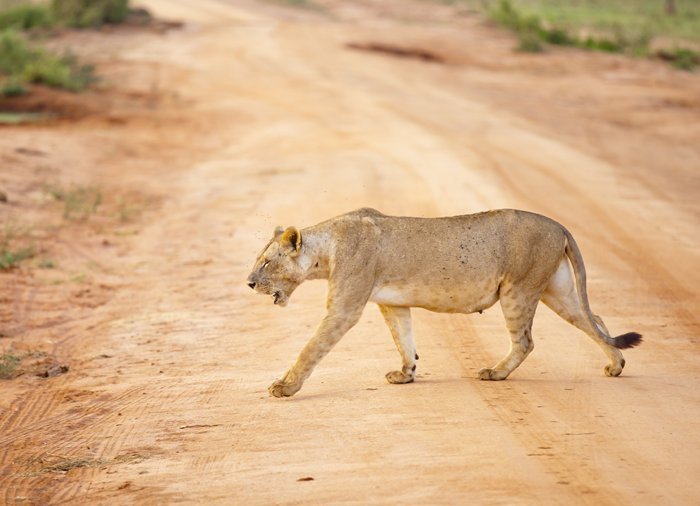 Leeuw in Tsavo East