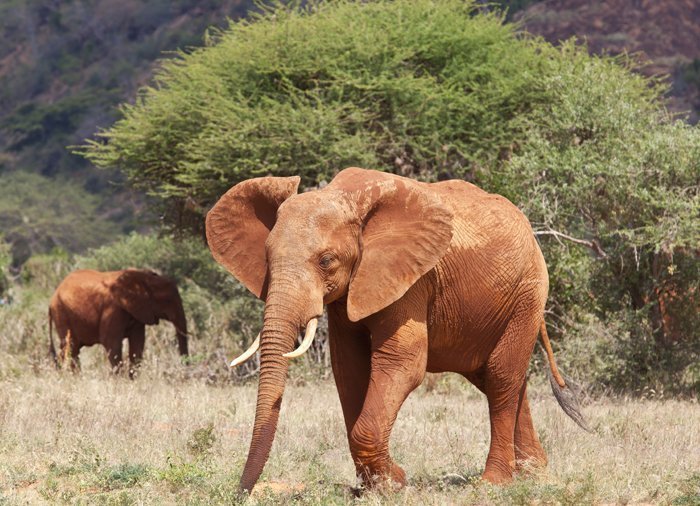 Olifant in Tsavo East