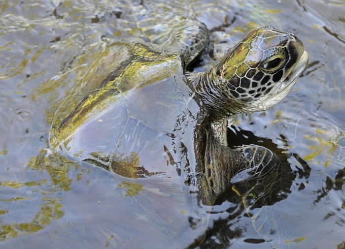 Schildpadden in Jozani Chwaka Bay National Park