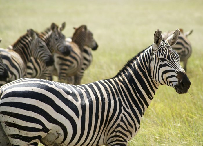 Zebra's in Tsavo East