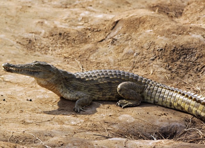Krokodil in Tsavo East