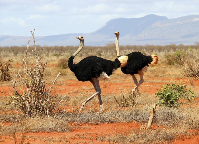 Struisvogels in Tsavo East