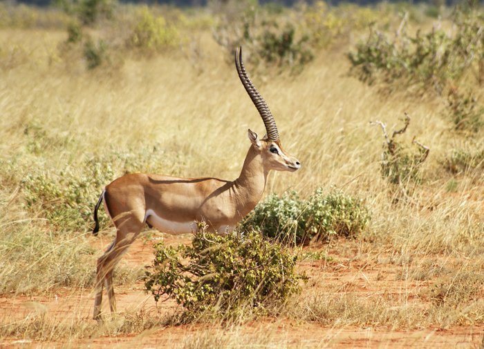 Gazelle in Tsavo East