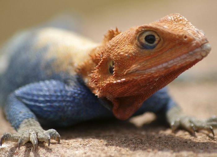 Hagedis in Tsavo East