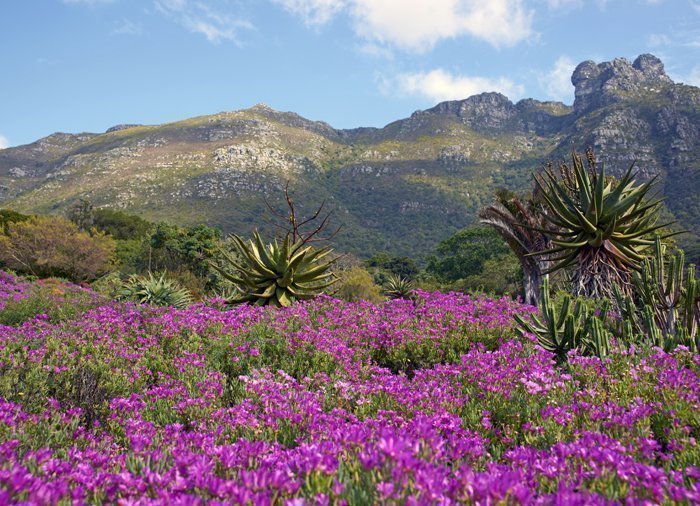 Table Mountain, Groot Constantia & Kirstenbosch Gardens