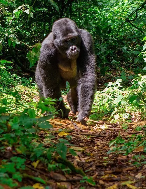 Safari in Oeganda & gorilla-tracking