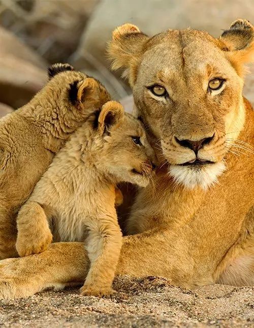 Safari in Zuid-Afrika