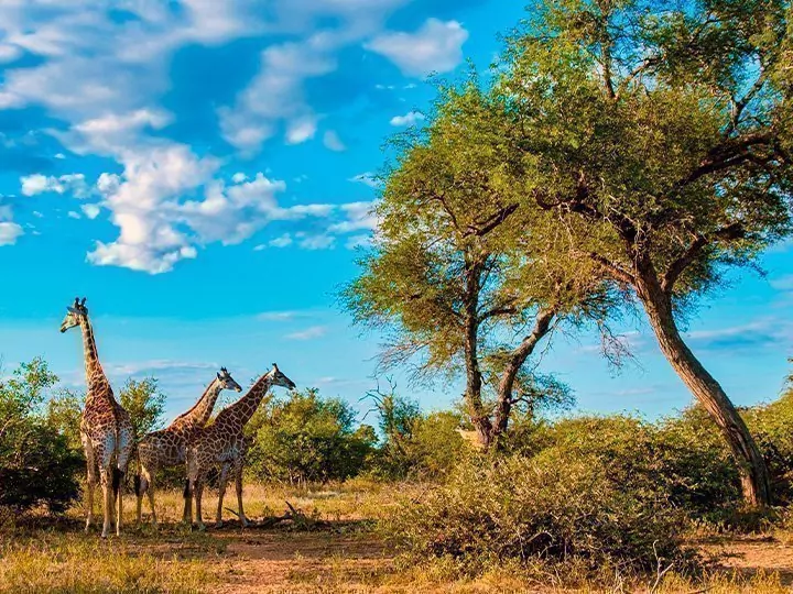 Safari in Zuid-Afrika