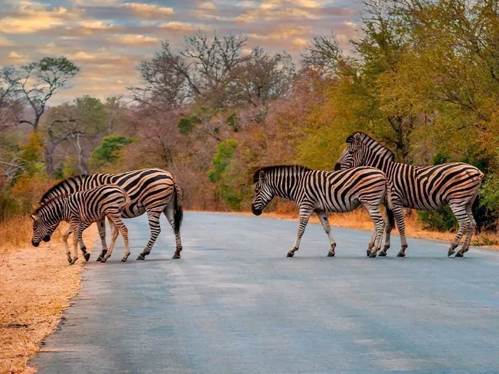 Safari in Zuid-Afrika & Victoriawatervallen