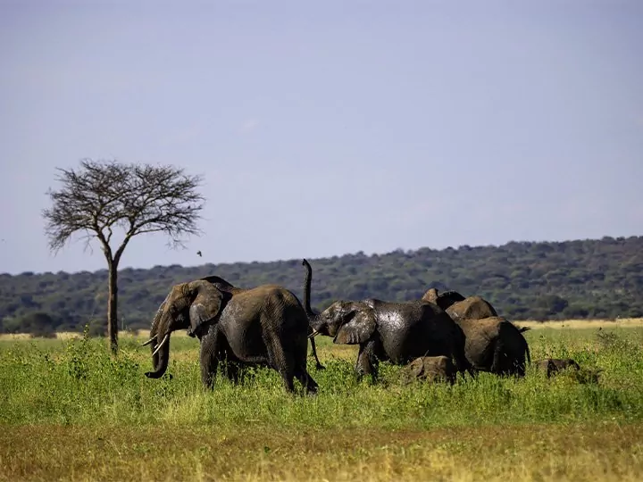 Safari in Tanzania - 4 nationale parken