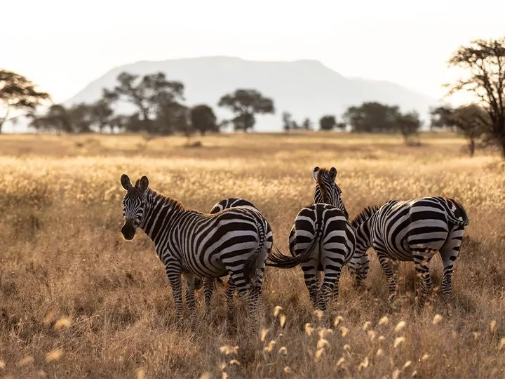 Safari in Tanzania & strandvakantie op Zanzibar