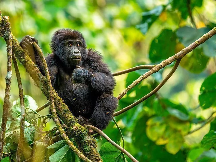 Safari in Oeganda & gorilla-tracking