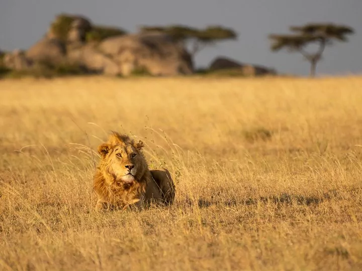 Safari in de Serengeti & Ngorongoro