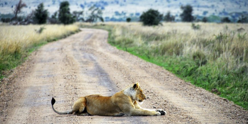 Leeuw in Ngorongoro