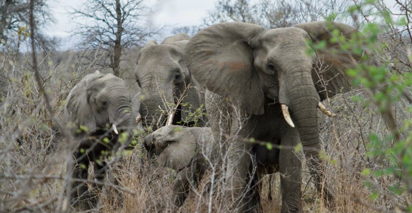 Lente in Kruger