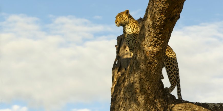 Luipaard in Kruger