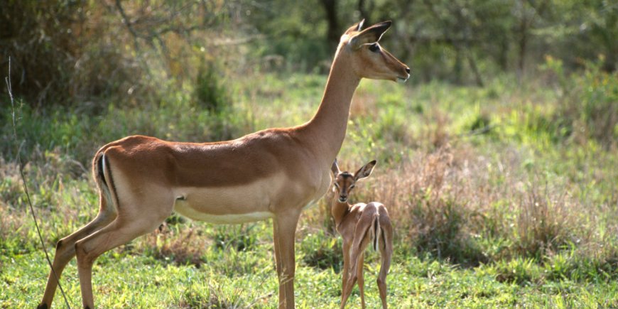 Pasgeboren jongen in Kruger