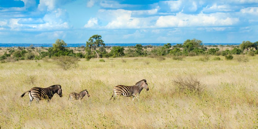 Zuid-Afrika