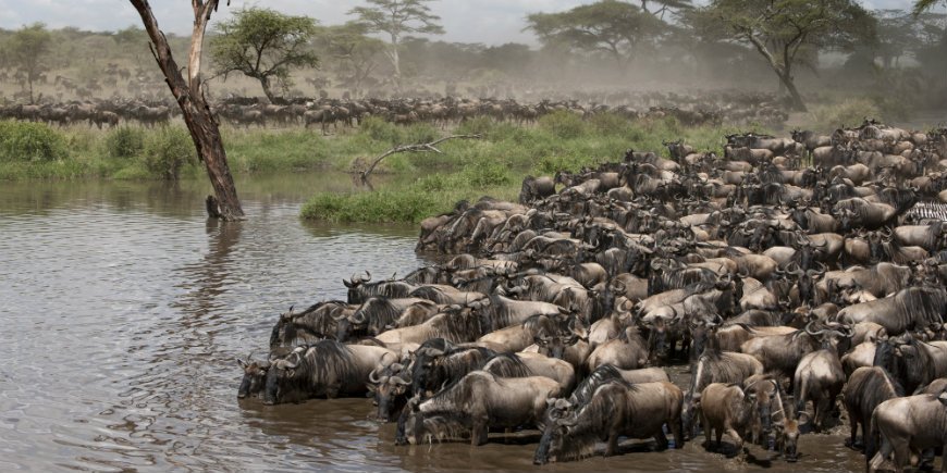 serengeti migratie