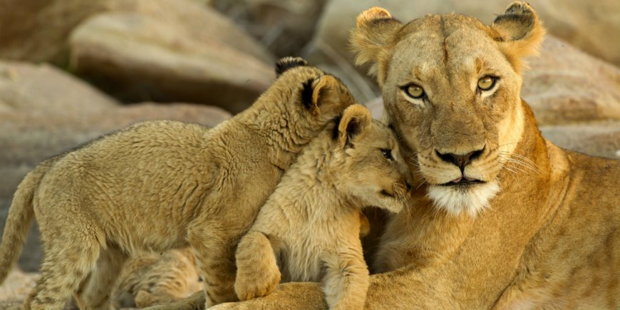 De Big Five in Afrika - hier meer over Grote Vijf dieren!