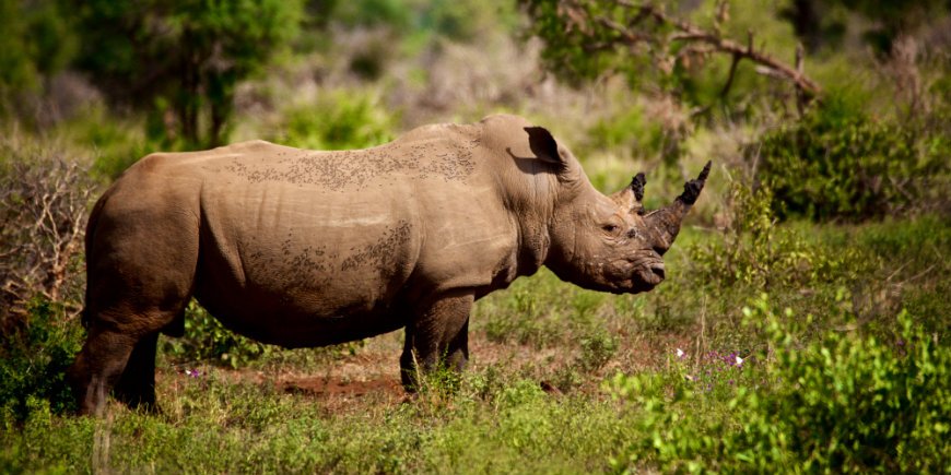 Krüger Safari neushoorn